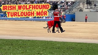 Seamus the Irish Wolfhound A Regal Presence on The Trooping The Colour Rehearsal [upl. by Fae]