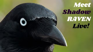 How to Feed a Smart Raven Trust Friendship Food [upl. by Eblehs]