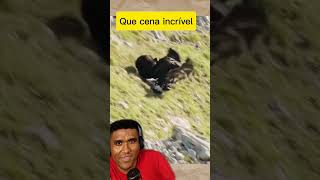 Águia caçando viralvideoシ reacoes animais animais reaction animaisselvagens [upl. by Debera]