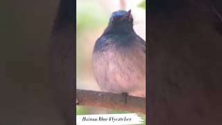 Hainan Blue Flycatcher with call birds subscribe nature cambodia shortsfeed shorts short [upl. by Nibaj]