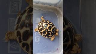 Tortoise care for beginners  winter Indian star tortoise [upl. by Eremahs]