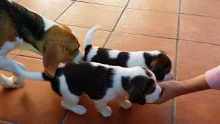 Cachorros de beagle primeros pasos [upl. by Lednyc344]