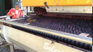 2016 Bordeaux vintage merlot grapes being sorted at Château Dutruch Grand Poujeaux [upl. by Leahci]