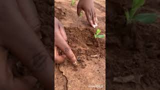 Managing cutworms in the oldest block of SC 419 in Mpongwe Zambia 🇿🇲 [upl. by Ardnat]