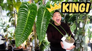 Anthurium Veitchii 🌱 How I grew my KING 💚 my experience care tips conditions  Houseplants I Love [upl. by Ocsicnarf579]