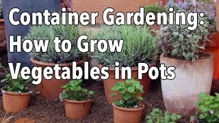 Container Gardening  Top Tips for Success [upl. by Ogaitnas363]