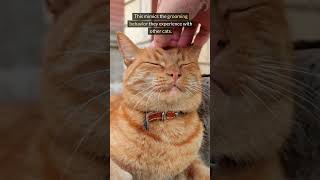 Cats Reveal Their Favorite Touch Spots catbehavior [upl. by Birchard]