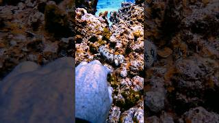 Up Close with moray eel viral scubadiving sea gopro fish eel teeth Hunting closeencounter [upl. by Madeline915]