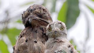 Una madre y su cría de Urutaú Nyctibius griseus [upl. by Asirret795]