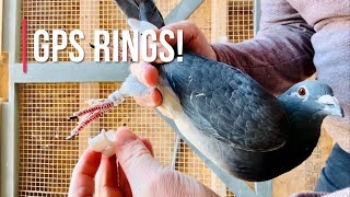 Skyleader GPS Pigeon Tracker Ring set unboxing [upl. by Leugimsiul]