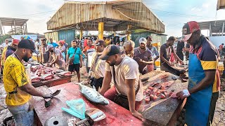 WoW AMAZING ITERESTING HUGE FISHES CUTTING ON STREET BY EXPERT MASTER Fish CUTTING SHOW DECEMBER [upl. by Avra]