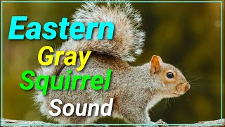 Eastern Gray squirrel Call Sound  Animal Planet kingdom Wild [upl. by Nnaeirb]