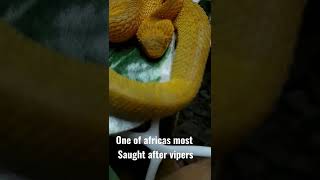 THE VARIABLE BUSH VIPER [upl. by Nylcaj]