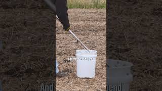 Test your soil before buying nitrogen [upl. by Lever871]