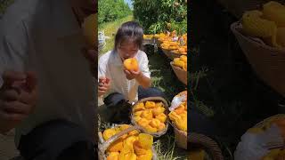 How to Pick Fresh Peaches from the Garden and Grow Delicious Peaches peached [upl. by Eckardt]