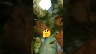 Maine apni fishes 🐠ke liye banaya kabhi na katham hone wala live food 🐛 guppy molly livefood [upl. by Ibrek]