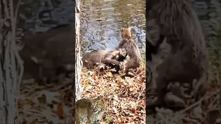 bobcats fighting over rabbit [upl. by Namruht591]