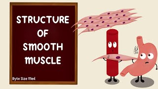 Structure of Smooth Muscle  Types of Smooth Muscle  Muscle Physiology  Myology [upl. by Adigirb]