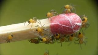 Epeires diadèmes naissantes Araneus diadematus par André Lequet [upl. by Dorolice]