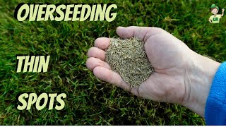 How to overseed a thin lawn and bare spots [upl. by Woodford]