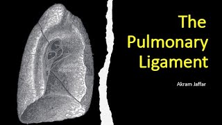 The pulmonary ligament [upl. by Nyrahs]