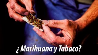 ¿Por qué no deberías mezclar marihuana y tabaco [upl. by Aronoff]