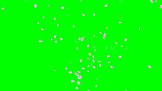 Falling Cherry Blossom Petals No4 Circle HD Animation  green screen effect amp overlay [upl. by Lletnohs]