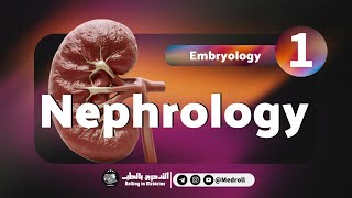 Renal Embryology Key Embryological Derivatives Explained  Medroll ft Dr TBSTB [upl. by Anali]