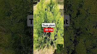 Thuja plant मोर पंखplantsshortgardeningyoutuber gardeningtips ytshortsviral [upl. by Silletram133]