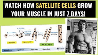 The role of satellite cells for muscle growth [upl. by Divan]