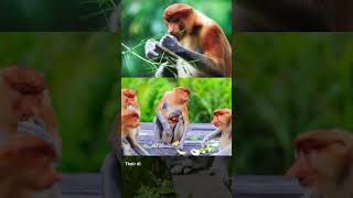 Unique Proboscis Monkey Facts Natures Most Distinctive Primate [upl. by Ignacio304]