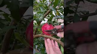 Pruning Fruit Tree✂️🍎 [upl. by Agni]