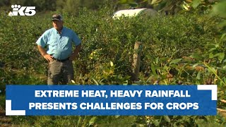 Washington farmers say extreme heat heavy rainfall present challenges for crops [upl. by Daffodil]