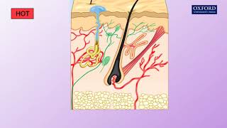 Animation E1 21 How does the skin regulate body temperature [upl. by Yauqram]