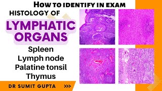 Histology of spleen thymus lymph node and tonsil [upl. by Ecissej176]