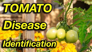 Stop worrying about tomato diseases Watch this [upl. by Calderon332]