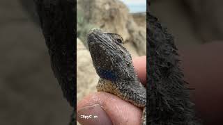 Herping Southwest Idaho for Western whiptail lizards Desert Hairy Scorpions and lizards Snakes [upl. by Kinnie744]