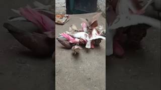 Pigeon song pigeon Siwan PK pigeons viral shorts  high [upl. by Tripp]