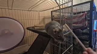 Brushing degu Joanna with the toothbrush [upl. by Zarah]