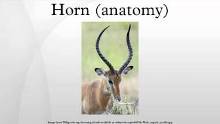 Horn anatomy [upl. by Seaton776]