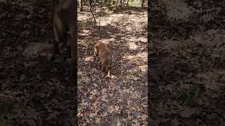 Deer rub part 2 big one Walking the dogs also dog walk subscribe youtubeshortsdeerhuntinghunt [upl. by Hebbe]