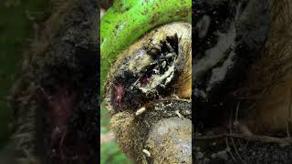 OVER RUN by MAGGOTS gross satisfying weird wow [upl. by Dirraj580]