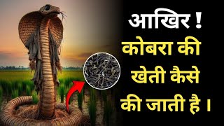 Cobra Farming कैसे करे । Cobra farming । Cobra farming vietnam [upl. by Urias]