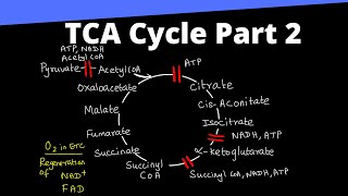 Tricarboxylic Acid Cycle Part 2 of 2  Respiration  9  Plant Biology Made Easy [upl. by Niltyak343]