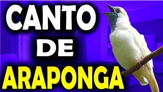 canto da araponga canto de araponga o canto da araponga canto da araponga da amazônia [upl. by Ithnan]