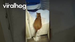 Dog Jumps Into SnowedIn Doorway  ViralHog [upl. by Bernt]