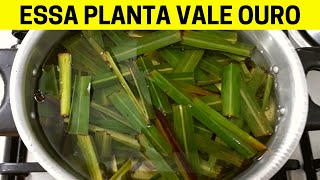 Você Tem Essa PLANTA🌿EM CASA CUIDE BEM DELA Você Tem Um TESOURO e Não Sabe [upl. by Lanctot]