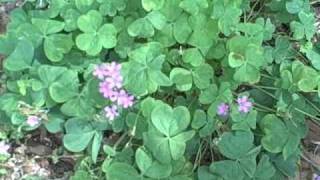 EatTheWeeds Episode 67 Oxalis Wood Sorrel [upl. by Cheke]