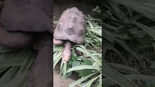 Butterfly Park Benalmadena Mariposario La Tortuga Spain 🐢 [upl. by Sieracki365]