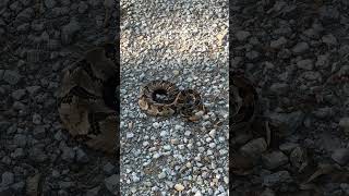 His first Rattlesnake snake herping reptiles [upl. by Bergren]